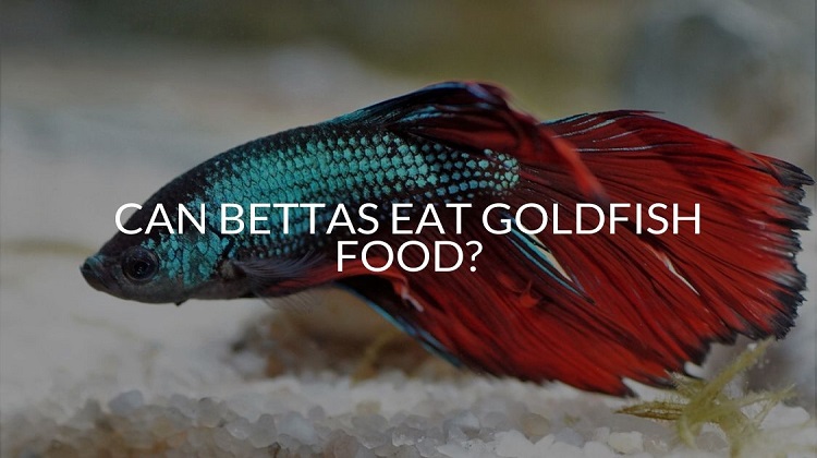Bettas Eat Goldfish Food